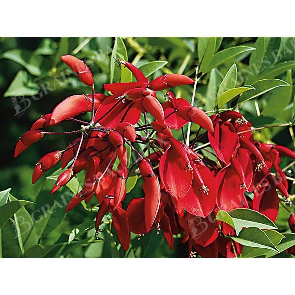 ERYTHRINA CRISTA-GALLI ou ARBRE CORAIL