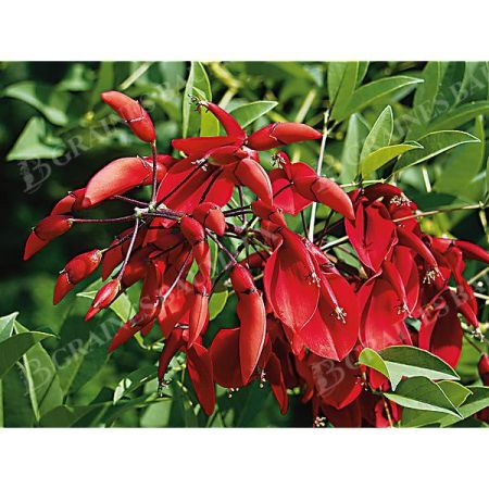 ERYTHRINA CRISTA-GALLI ou ARBRE CORAIL