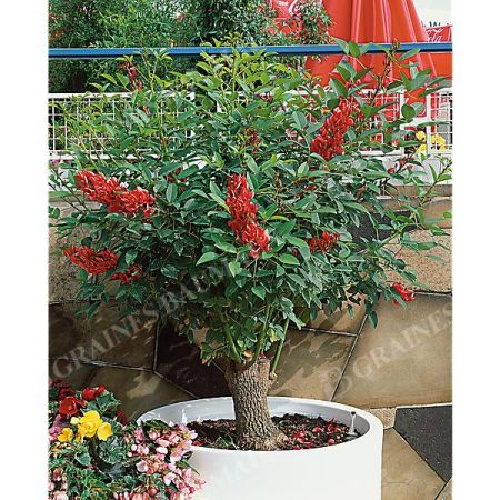 ERYTHRINA CRISTA-GALLI ou ARBRE CORAIL
