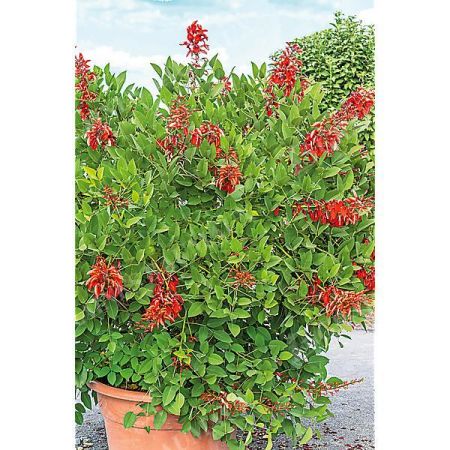 ERYTHRINA CRISTA-GALLI ou ARBRE CORAIL