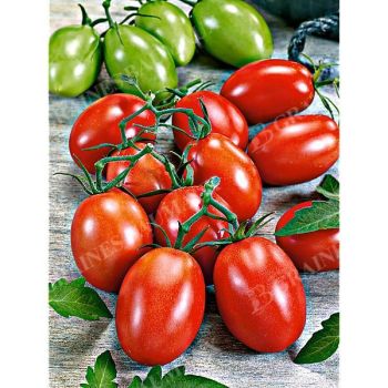 TOMATE F1 ATYLIADE