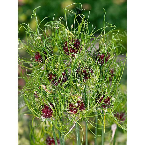 AIL chevelu des vignes HAIR