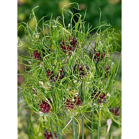 AIL chevelu des vignes HAIR