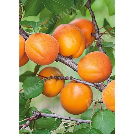 ABRICOTIER HARLAYNE