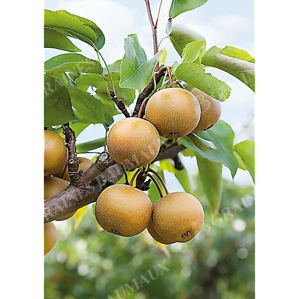 NASHI pyrifolia CHOJURO
