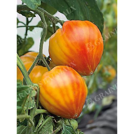 TOMATE F1 GOURMANSUN