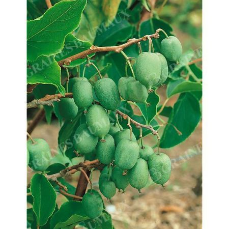 KIWAÏ ou KIWI de SIBÉRIE ISSAÏ (actinidia arguta)