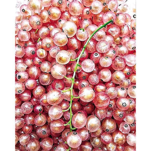 GROSEILLIER PINK CAMPAGNE