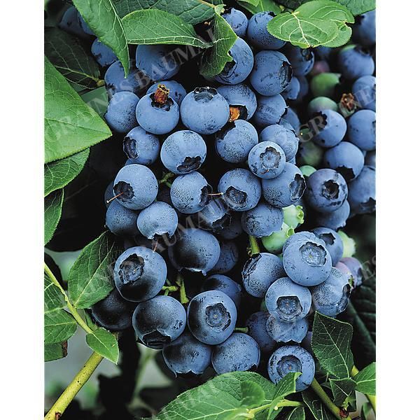 MYRTILLIER BLUECROP