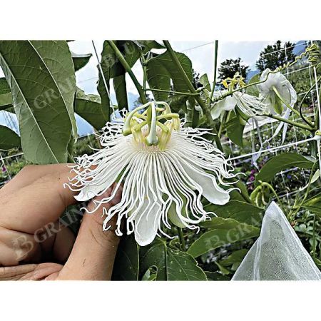 PASSIFLORE COOLTROPICS® (p. incarnata) SNOWSTAR®
