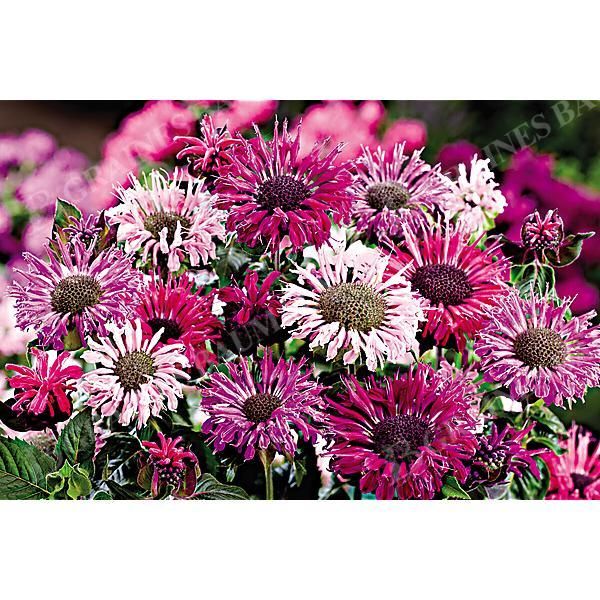 MONARDE DIDYMA