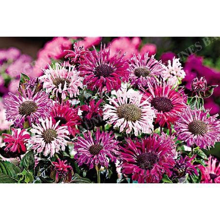 MONARDE DIDYMA