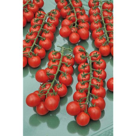 TOMATE CERISE greffée F1 RED BUNCH