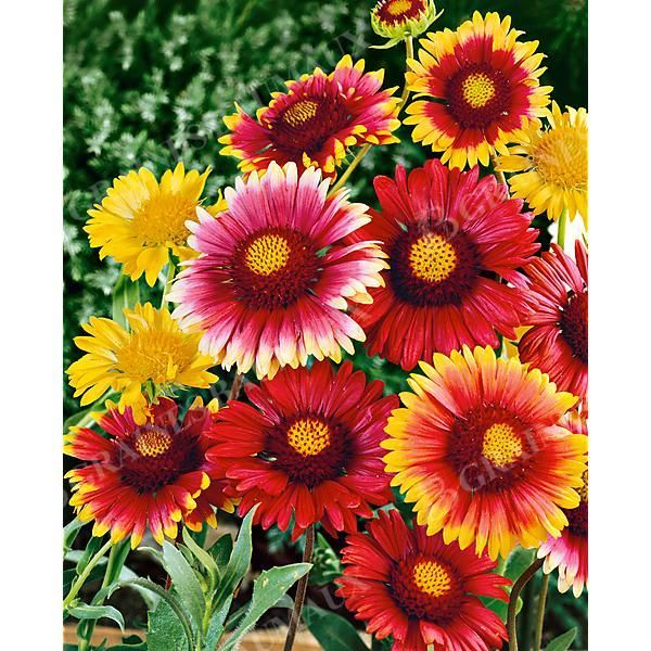GAILLARDE BEAUTÉ MIX