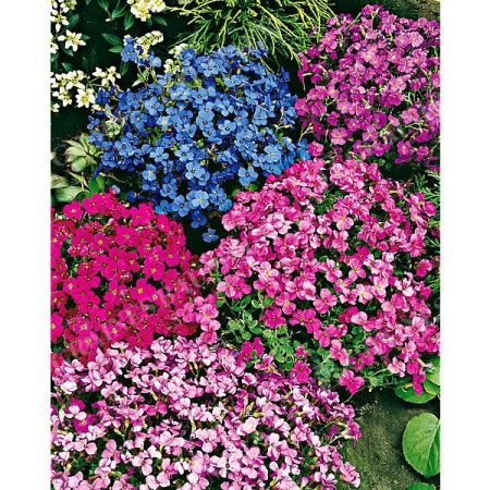 AUBRIETA MIX