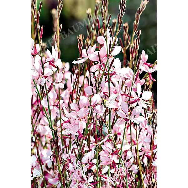 GAURA lindheimeri EMMELINE PINK BOUQUET