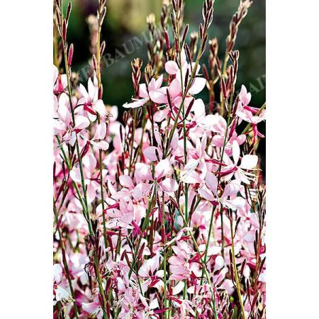 GAURA lindheimeri EMMELINE PINK BOUQUET