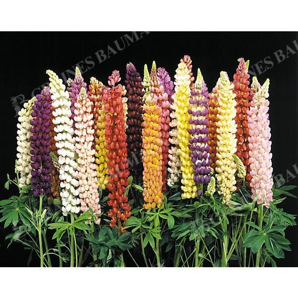 LUPIN de RUSSEL FESTIVAL MIX