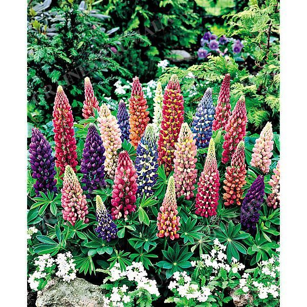 LUPIN de RUSSEL MINI-GALLERY® MIX