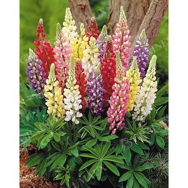 LUPIN de RUSSEL STRAIN MIX