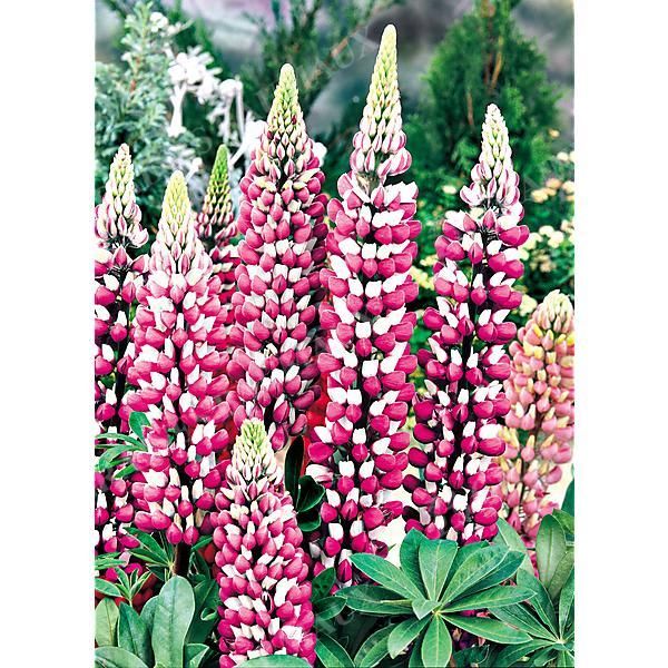 LUPIN de RUSSEL LA CHATELAINE
