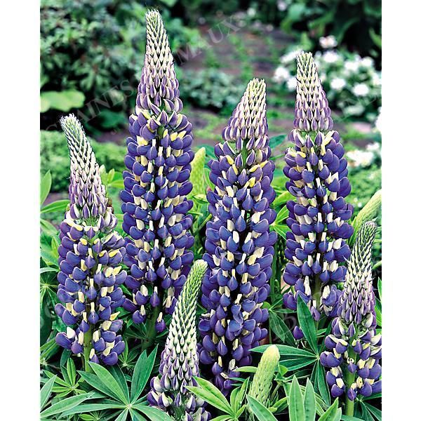 LUPIN de RUSSEL LE GOUVERNEUR
