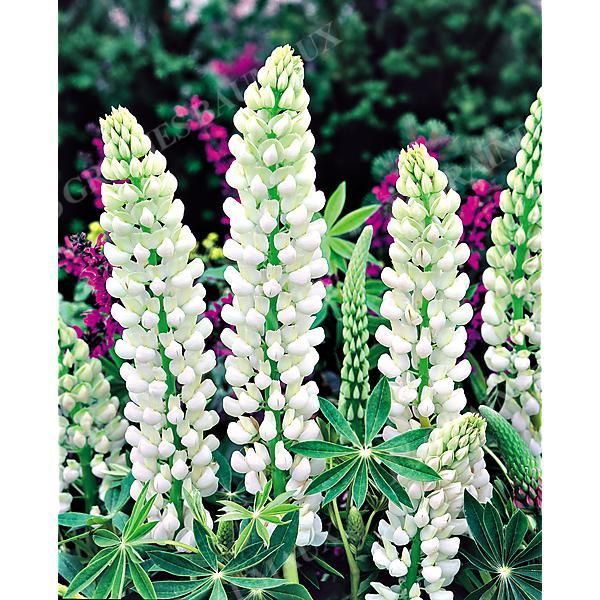 LUPIN de RUSSEL LA DEMOISELLE