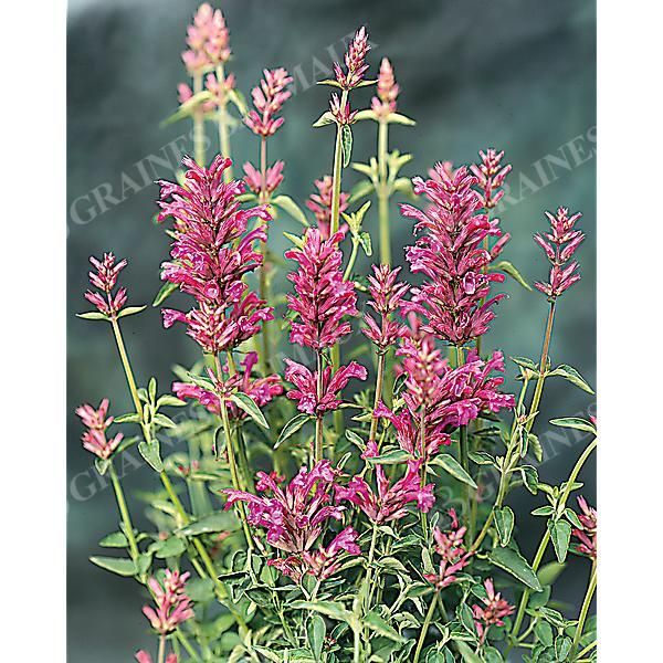 AGASTACHE hyb. ARCADO PINK