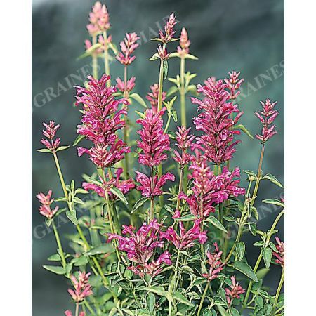AGASTACHE hyb. ARCADO PINK