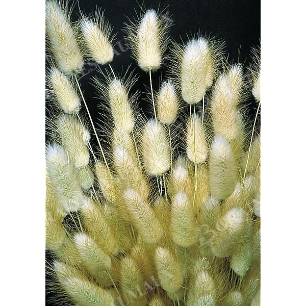 LAGURUS OVATUS