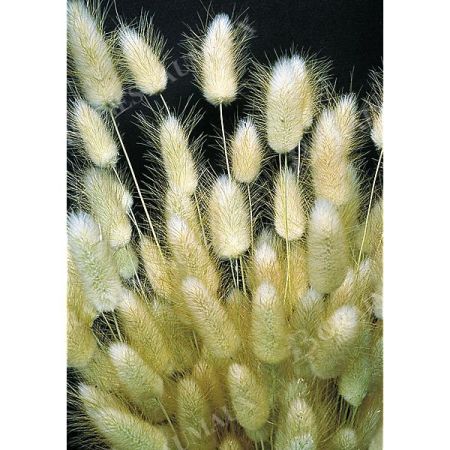 LAGURUS OVATUS