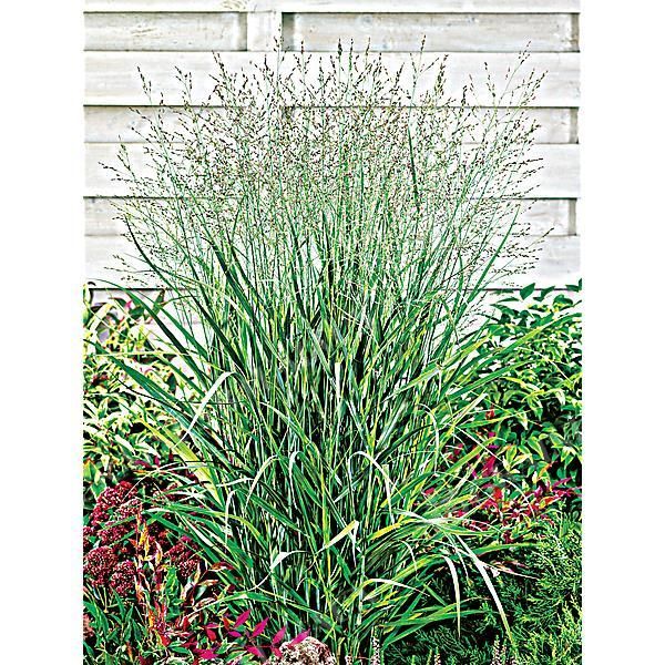 PANICUM virgatum FONTAINE