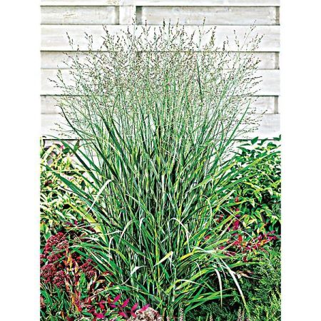 PANICUM virgatum FONTAINE
