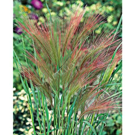 ORGE à ÉPI en CRINIÈRE (hordeum jubatum)