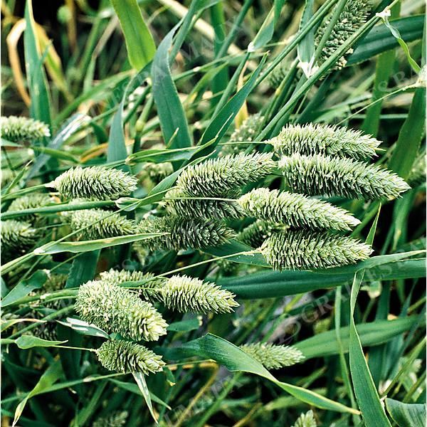 PHALARIS CANARIENSIS