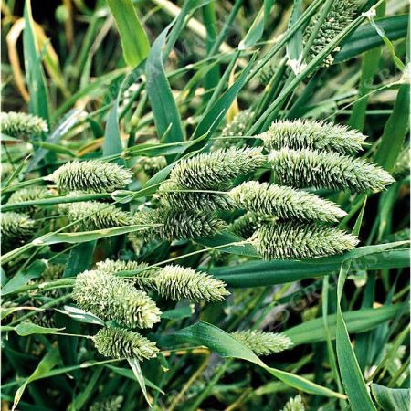 PHALARIS CANARIENSIS