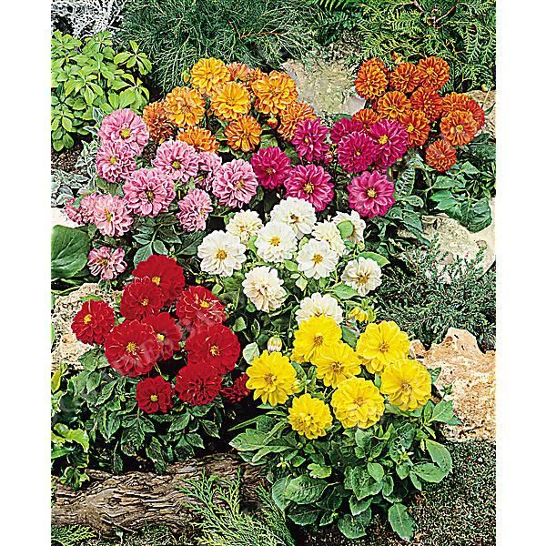 DAHLIA RIGOLETTO MIX