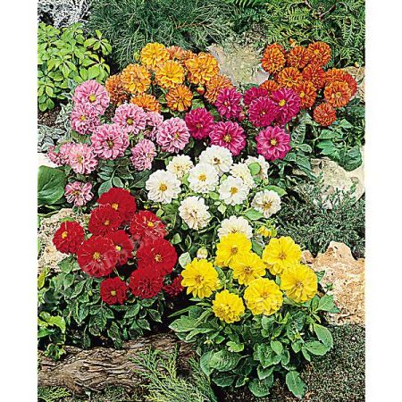 DAHLIA RIGOLETTO MIX