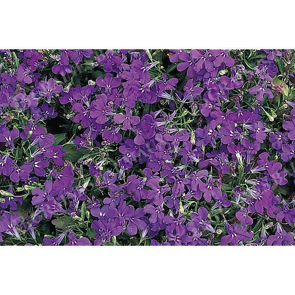 LOBELIA CRYSTAL PALACE