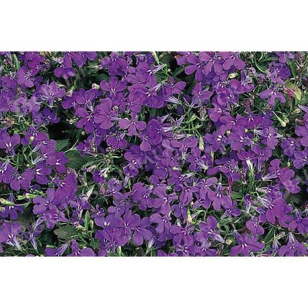 LOBELIA CRYSTAL PALACE