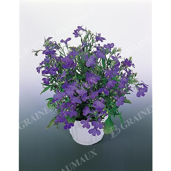 LOBELIA EMPEREUR GUILLAUME