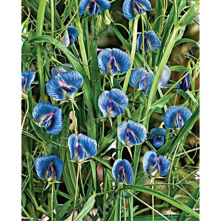 LATHYRUS sativus AZUREUS