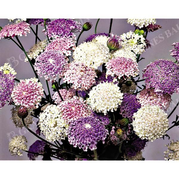 DIDISCUS CAERULEUS LACE MIX