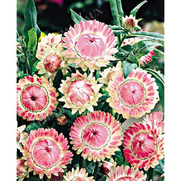 IMMORTELLE à BRACTÉES SILVERY ROSE