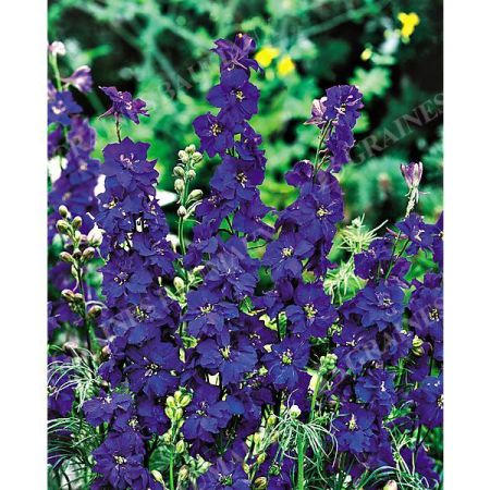PIED d'ALOUETTE consolida IMPERIAL BLUE SPIRE