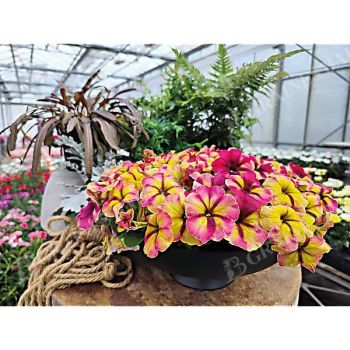 PÉTUNIA multiflora F1 SHAKE(TM) RASPBERRY