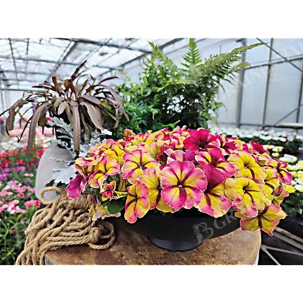 PÉTUNIA multiflora F1 SHAKE(TM) RASPBERRY