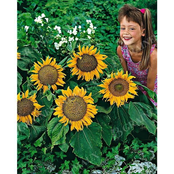 TOURNESOL SUNSPOT Bio