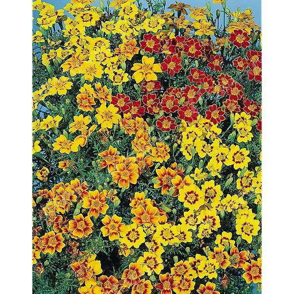 ŒILLET d'INDE tenuifolia dit TAGÈTE GEM MIX