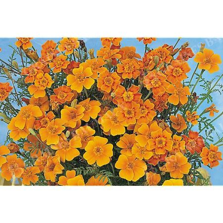 ŒILLET d'INDE tenuifolia dit TAGÈTE TANGERINE